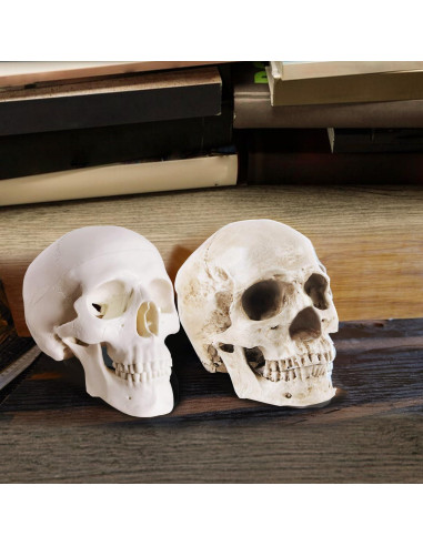 Paquete de 2 Calaveras Decorativas Haniforever - Modelo Humano