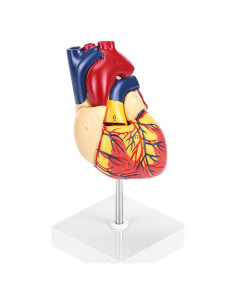 Modelo Anatómico de Corazón QWORK 2 Partes 34 Estructuras