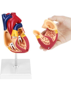 Modelo Anatómico de Corazón QWORK 2 Partes 34 Estructuras 2