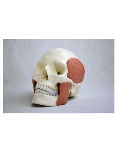 Cráneo Anatómico Wellden Medical con 8 Músculos Masticatorios