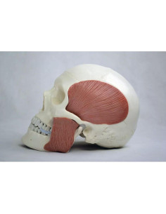 Cráneo Anatómico Wellden Medical con 8 Músculos Masticatorios 2