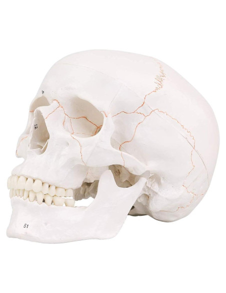 Modelo de Cráneo Humano EUDDOO 3 Partes Removibles 0.76 kg Modelo de Cráneo Humano EUDDOO 3 Partes Removibles 0.76 kg
