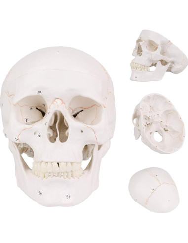 Modelo de Cráneo Humano EUDDOO 3 Partes Removibles 0.76 kg