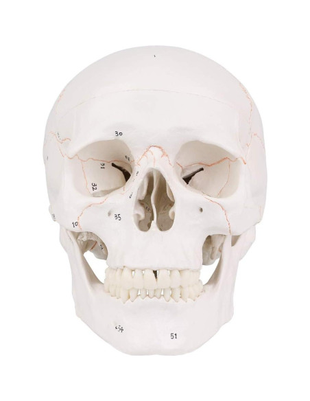 Modelo de Cráneo Humano EUDDOO 3 Partes Removibles 0.76 kg Modelo de Cráneo Humano EUDDOO 3 Partes Removibles 0.76 kg