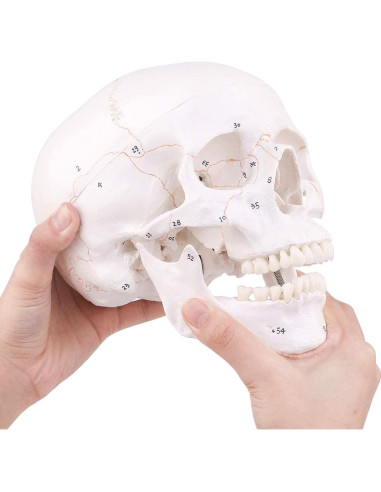 Modelo de Cráneo Humano EUDDOO 3 Partes Removibles 0.76 kg