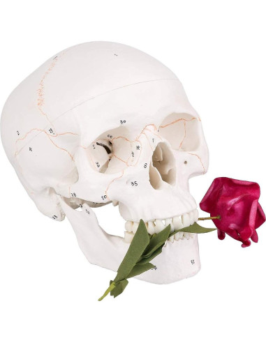 Modelo de Cráneo Humano EUDDOO 3 Partes Removibles 0.76 kg