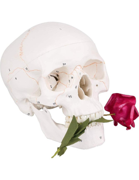 Modelo de Cráneo Humano EUDDOO 3 Partes Removibles 0.76 kg Modelo de Cráneo Humano EUDDOO 3 Partes Removibles 0.76 kg