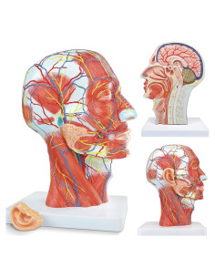 Modelo Anatómico Superficial Neurovascular Merinden Cabeza Humana