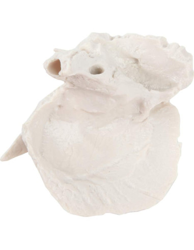 Modelo Hueso Temporal Axis Scientific - Derecho, Anatomía Cráneo