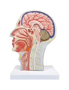Modelo Anatómico Superficial Neurovascular Merinden Cabeza Humana 2