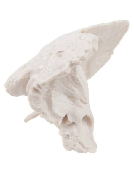 Modelo Hueso Temporal Axis Scientific - Derecho, Anatomía Cráneo