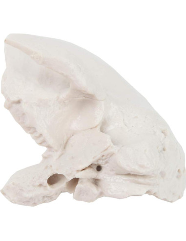 Modelo Hueso Temporal Axis Scientific - Derecho, Anatomía Cráneo