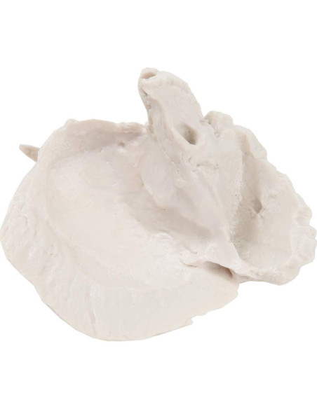 Modelo Hueso Temporal Axis Scientific - Derecho, Anatomía Cráneo