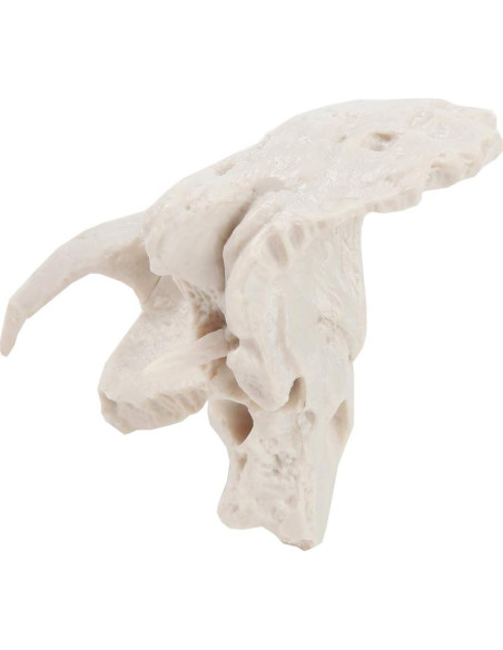 Modelo Hueso Temporal Axis Scientific - Derecho, Anatomía Cráneo