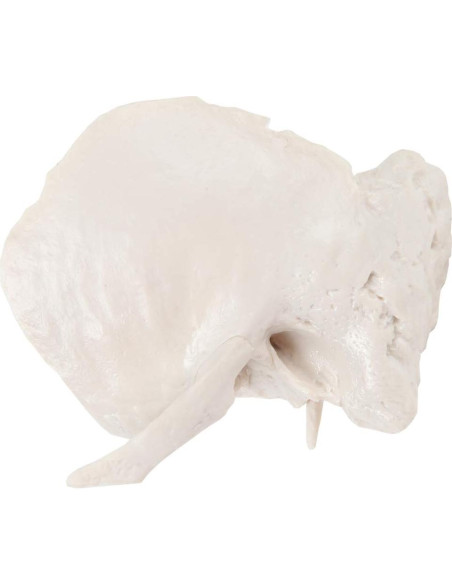 Modelo Hueso Temporal Axis Scientific - Derecho, Anatomía Cráneo