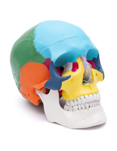 Modelo de Cráneo Anatómico Cranstein A-213 Didáctico 20.8cm