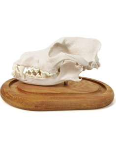 Modelo de Cráneo de Perro Benilev 3 Partes Tamaño Real 2