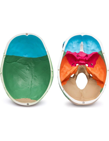 Modelo de Cráneo Anatómico Cranstein A-213 Didáctico 20.8cm