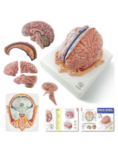 Modelo de Cerebro Humano Evotech Scientific 7 Partes Tamaño Real
