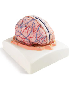 Modelo de Cerebro Humano Evotech Scientific 7 Partes Tamaño Real 2