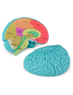 Modelo de Cerebro Humano en Sección Transversal Skillssist