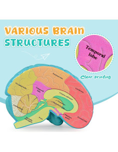 Modelo de Cerebro Humano en Sección Transversal Skillssist 2
