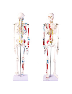 Modelo de Esqueleto Humano Mini SKUMOD 79 cm PVC Desmontable