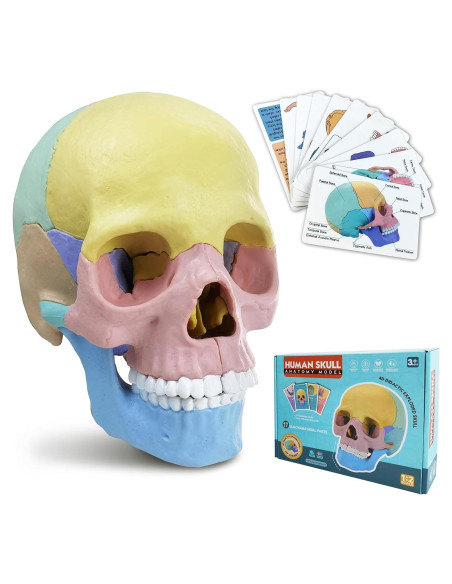 Modelo de Cráneo Humano HADWYN 17 Piezas Anatomía Educativa Modelo de Cráneo Humano HADWYN 17 Piezas Anatomía Educativa
