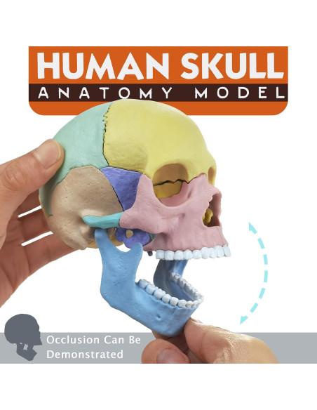 Modelo de Cráneo Humano HADWYN 17 Piezas Anatomía Educativa Modelo de Cráneo Humano HADWYN 17 Piezas Anatomía Educativa