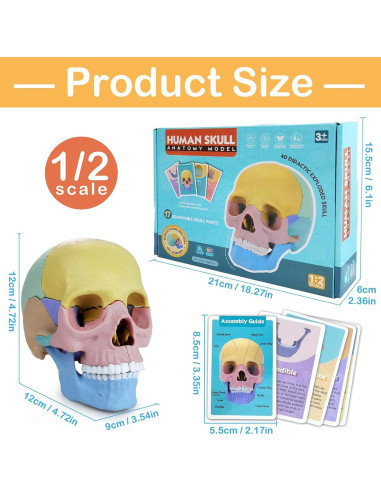 Modelo de Cráneo Humano HADWYN 17 Piezas Anatomía Educativa