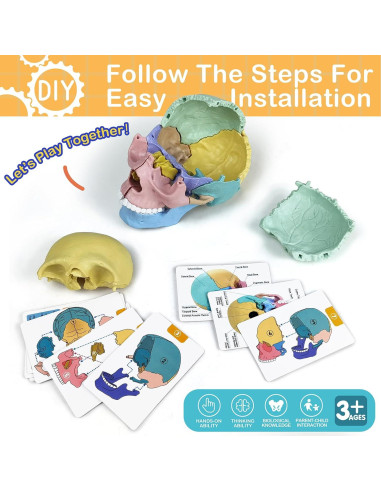 Modelo de Cráneo Humano HADWYN 17 Piezas Anatomía Educativa