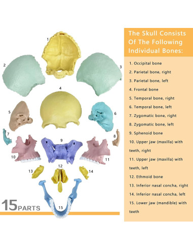 Modelo de Cráneo Humano HADWYN 17 Piezas Anatomía Educativa