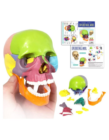 Modelo de Cráneo Mini Colorido Benilev 15 Piezas Didáctico