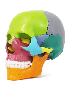 Modelo de Cráneo Mini Colorido Benilev 15 Piezas Didáctico 2