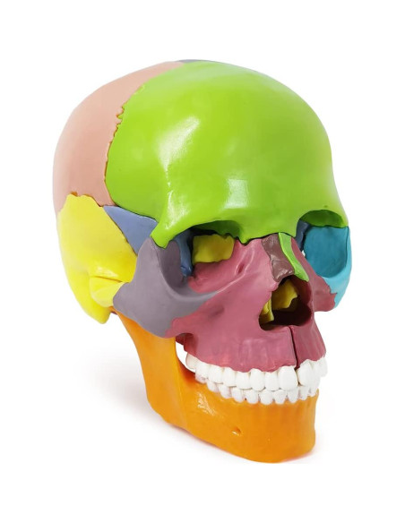 Modelo de Cráneo Mini Colorido Benilev 15 Piezas Didáctico