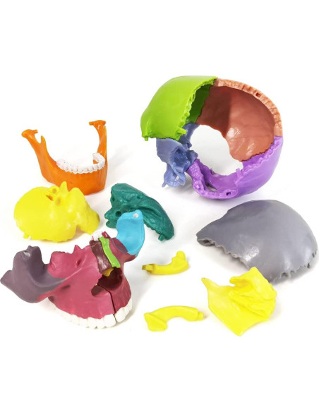 Modelo de Cráneo Mini Colorido Benilev 15 Piezas Didáctico