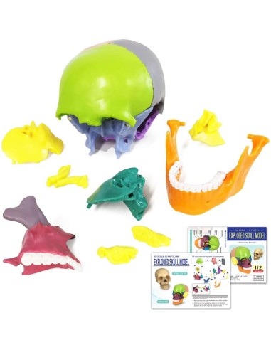 Modelo de Cráneo Mini Colorido Benilev 15 Piezas Didáctico