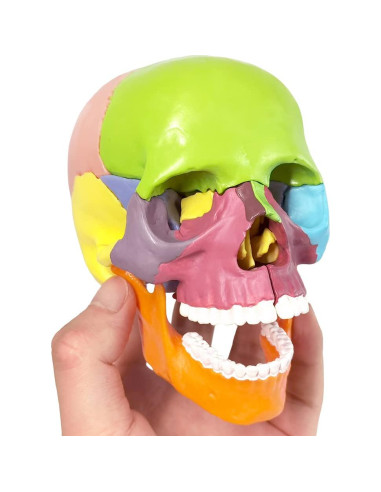 Modelo de Cráneo Mini Colorido Benilev 15 Piezas Didáctico
