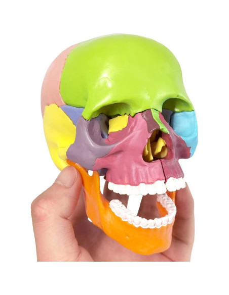 Modelo de Cráneo Mini Colorido Benilev 15 Piezas Didáctico
