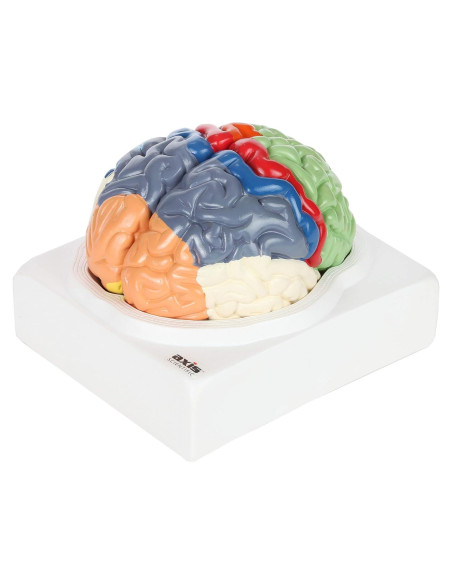 Modelo Anatómico de Cerebro Humano Axis Scientific 2 Piezas