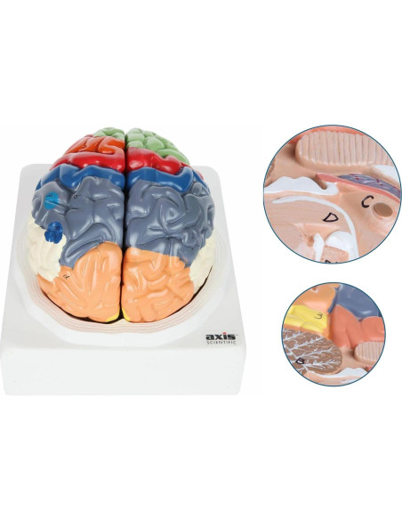 Modelo Anatómico de Cerebro Humano Axis Scientific 2 Piezas