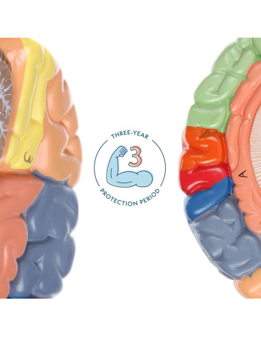 Modelo Anatómico de Cerebro Humano Axis Scientific 2 Piezas