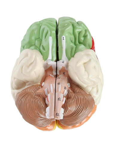 Modelo Anatómico de Cerebro Humano Axis Scientific 2 Piezas