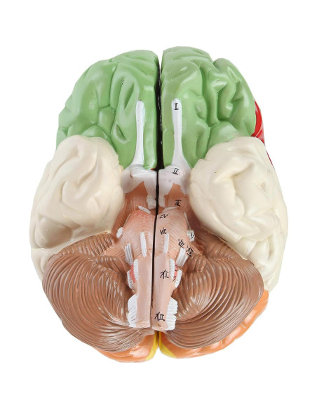 Modelo Anatómico de Cerebro Humano Axis Scientific 2 Piezas