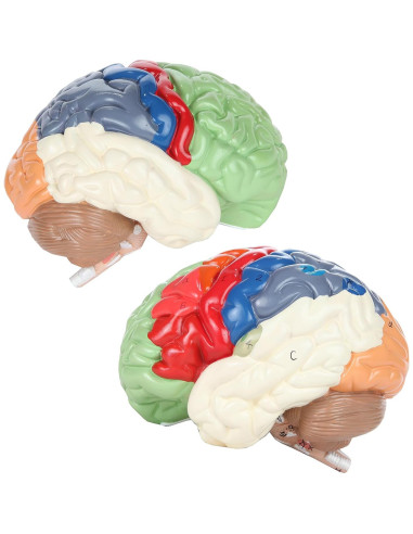 Modelo Anatómico de Cerebro Humano Axis Scientific 2 Piezas