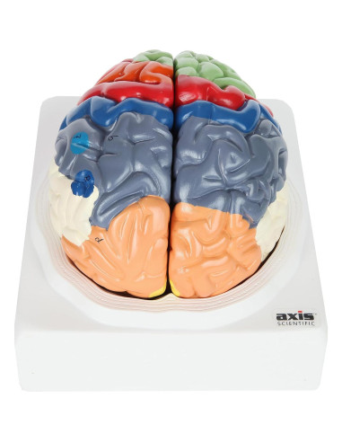 Modelo Anatómico de Cerebro Humano Axis Scientific 2 Piezas