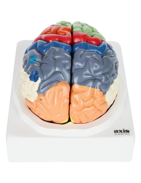 Modelo Anatómico de Cerebro Humano Axis Scientific 2 Piezas