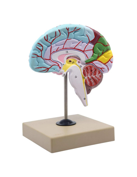 Modelo Cerebro Humano Funcional Eisco AM0216 1/2 Tamaño