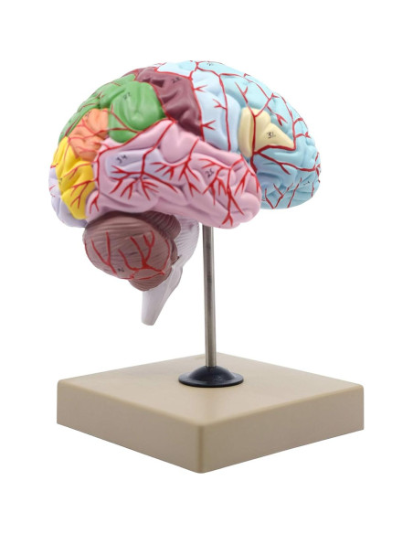 Modelo Cerebro Humano Funcional Eisco AM0216 1/2 Tamaño