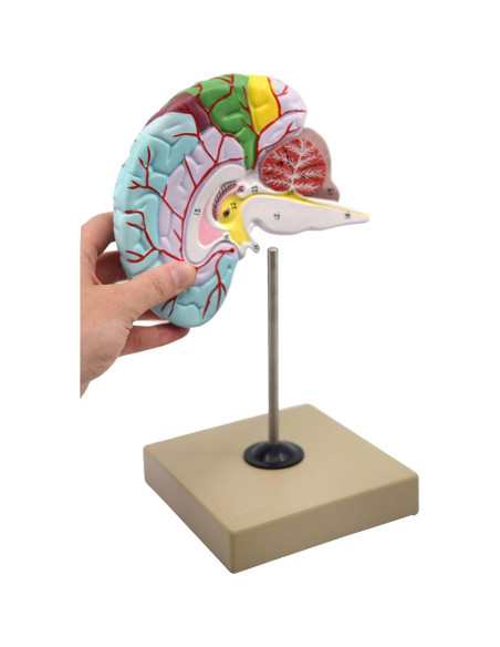 Modelo Cerebro Humano Funcional Eisco AM0216 1/2 Tamaño